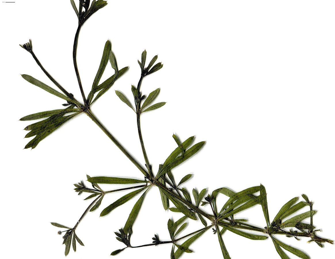 Galium aparine (Rubiaceae)